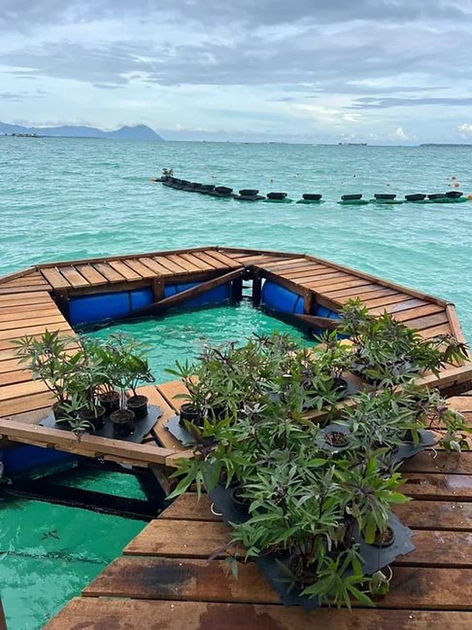 A floating cultivation platform in the turquoise waters off Semporna, Sabah